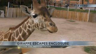 Reid Park Zoo delays opening as giraffe, Msituni, gets out of enclosure