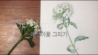 [소소한 이야기가 있는 힐링 드로잉] 패랭이꽃 그리기 | 독일일상 | 독일풍경 | Dianthus Chinensis Drawing