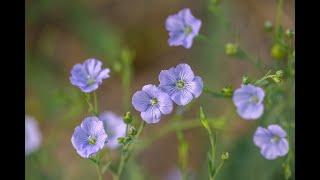 The Flax Field Project July 2021 - CLD & Arte Italica