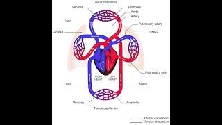 Blood Circulatory system 1 2017 HD animated