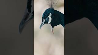 Beautiful Peacock Calling  Wincent   bRJwm #wildlife #nature #bird