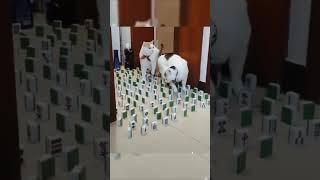 Sekilas terlihat biasa, tapi akurasi dan presisi langkah Kucing hampir sempurna... #pashalovarian