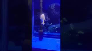 #shortvideo shotbody flowerhorn having guppy