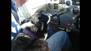 Saving Miss Zoe - Pilots N Paws