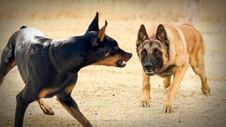 Malinois VS Doberman