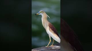 funny heron gargling  you, when doctor prescribed salt water gargling  #funny #funnyanimals