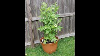 Husky Cherry Red Tomato backyard container 2024 Garden Life Easy to grow for a bountiful harvest