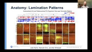 Talk: Principles of cortical circuit organization