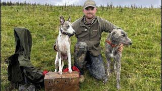 Mooching and Ferreting with the Lurchers! (September)