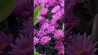 Chrysanthemum flower #flowers #gardan # #gardan #flowergarden #gardn #nature #flowers #gardenideas