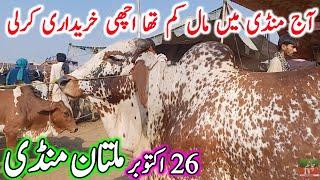 Multan Cow Mandi Fresh Latest Update Video || Ablk Nukre Sahiwal Cholistani Bachre || Cow Mandi 2024