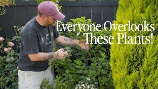 I Bet You Didn’t Know You Could Propagate All These || Visit Our Garden