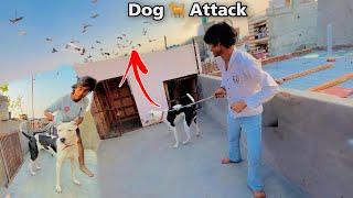 Dog  Ne attack Kar Diya Kaboootero par 