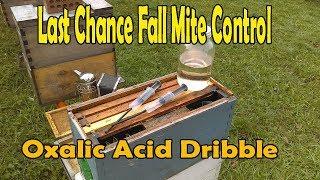 Last Chance Fall Mite Control / Oxalic Acid Dribble Method