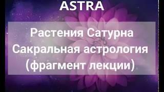 Растения Сатурна. Сакральная астрология (фрагмент лекции)