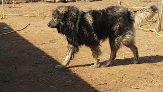 the robust physique of an Alpha Illyrian Shepherd Dog