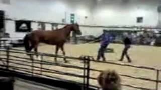 Pat Parelli Abuses Horse "Catwalk" at Natural Horsemanship Demonstration