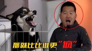 訓犬師“以毒攻毒”，靠發瘋壓製住柴犬，神操作直接嚇呆主人