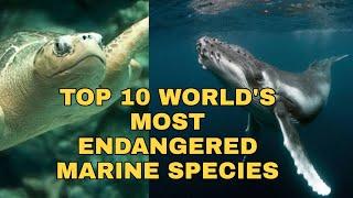 TOP 10 WORLD'S MOST ENDANGERED MARINE SPECIES