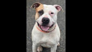 Adopt Maizee at Best Friend Dog and Animal Adoption Inc.  April 14, 2024