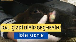 BASİT BİR ÇİZİK DEMEYİN! *KOYUNUN FENA KOKULU İRİNİNİ SIKTIK !