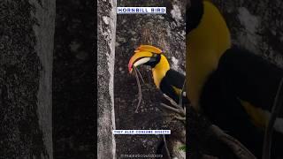 Hornbill wonders  Nature’s Vibrant Guardians #wildlife #nature #hornbill