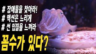 특명!무슨 수를 써서라도 초보자 꽝 탈출 시키기!갑오징어 낚시 무조건 한 마리 잡는 저만의 꼼수(?)를 공개합니다/핵심 포인트/액션법,장비추천,낚시용품/Cuttlefish&Lure