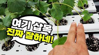 삽목 잘하는집엔 이유가 다 있네요!