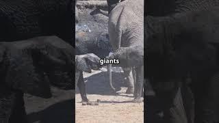 Explore Smithsonian Zoo in 60 Seconds! #facts #animallovers #travel #education