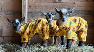 Goat pajama party, because life is hard.