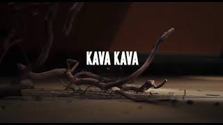 Uses and Benefits of Kava Kava | Sprouts Farmers Market