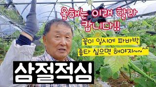 5월7일 샤인머스켓 (6년생)가지유인할때 아부지가  유트브에서 좋은거 배워서 좋은거는 따라한단다~~!!