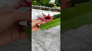 #fruit #dragonfruit #harvest #dragonharvest #gardening #trending #dragonfruitgarden #trending #vlog