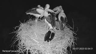 НІЧНИЙ ПЕРЕПОЛОХ ЛЕЛЕКА БІЛИЙ. УКРАЇНА 3-7-23-NIGHT DISTURBANCE WHITE STORK PYRYATINSKY PARK UKRAINE