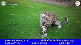 Citi Housing Theme Park&Zoo | Al Ghaffar Builders | Best Place for visit in Multan | Tiger and Lion