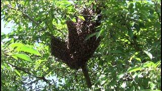 Humongous Swarm Shake.  21st rescue this year.