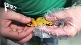 APRENDO Y EL RESCATE DE RANAS DORADAS