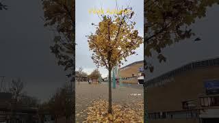 #autumn #maple #leaves #fall #yellow #orange #sunshine #chill #uk #shorts #indian #life #vlog