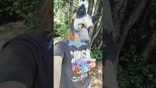Nah, I'm a Sliver Fox. #antiz00 #otherpaw #quadrobist #silverfox #maskmaker #therian #notatherian