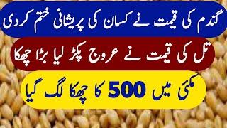 Today Wheat Price in Punjab Pakistan | Gandam Till makai kapass Dhan Rate