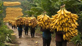 Chinese Farmers Harvest MILLIONS of Tons of Traditional Fruits