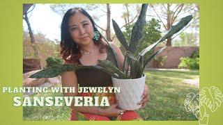 Planting with Jewelyn: Sanseveria plant talk, my summer 2024 update