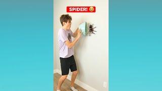 SPIDER!  #shorts