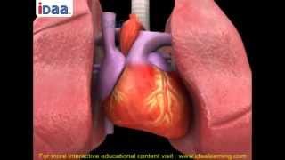 Blood circulation and heart beat in human body in 3D –biology -science – iDaalearning.com