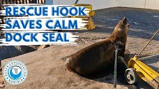 Rescue Hook Saves Calm Dock Seal