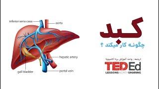 کبد چگونه کار میکند