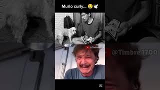 Murió curly el perro de fernanfloo... ️
