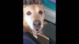 Dog scared by thunder #dog #funnydog #dogs #funnyvideos #fyp