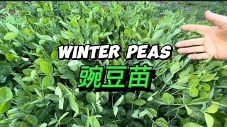 【豆苗】怎样种豆苗 吃起来最爽？