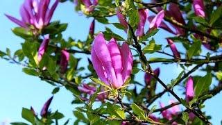 Top 10 Colorful Magnolia Flower Ever You Seen | Amazing Flowers Video(HD)